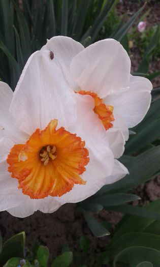 20150412_182654 - primavara 2015