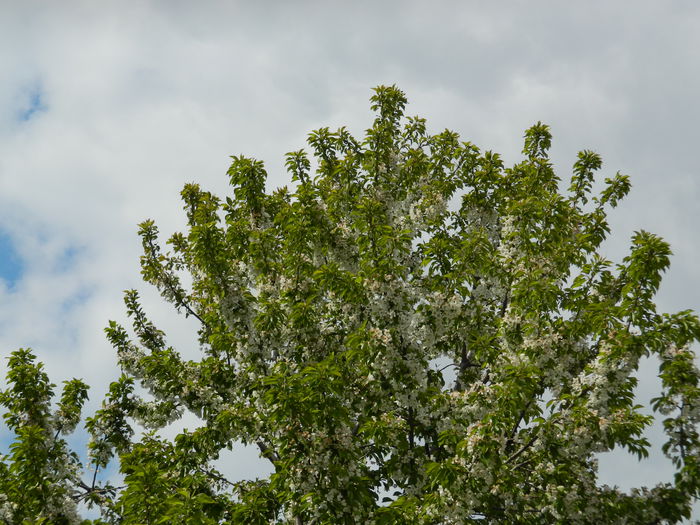 DSCN4585