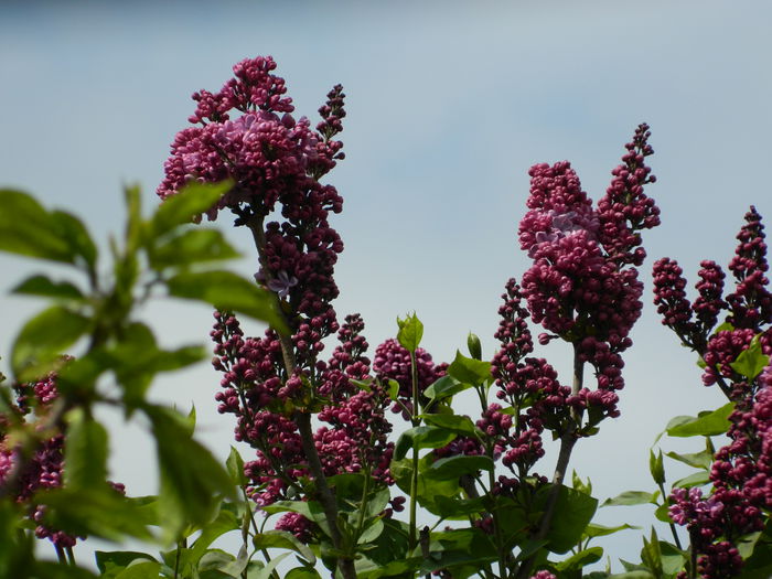 DSCN4593
