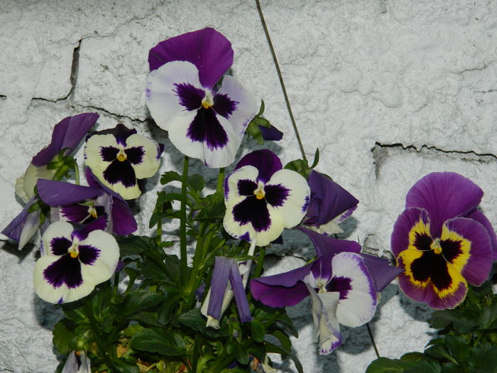 DSCN4645 - 2015_APRILIE_3