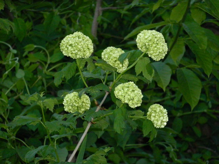 DSCN4655