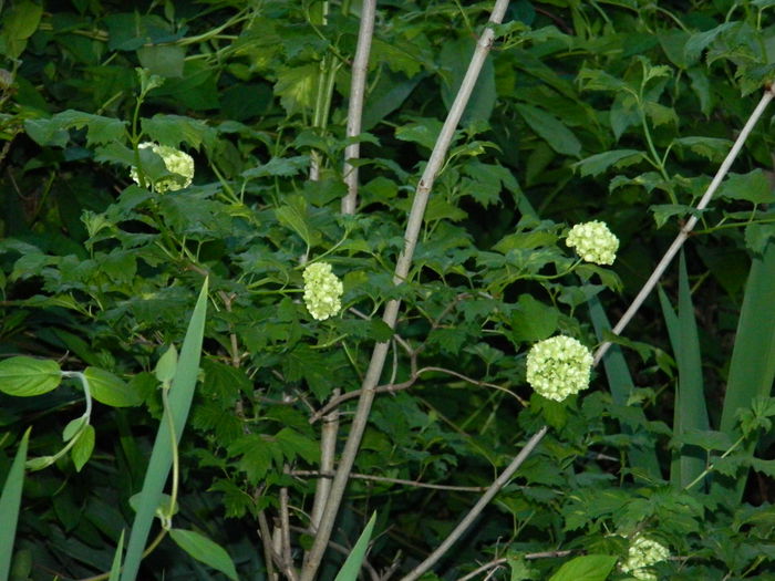 DSCN4656 - 2015_APRILIE_3