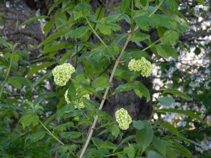 DSCN4657 - 2015_APRILIE_3