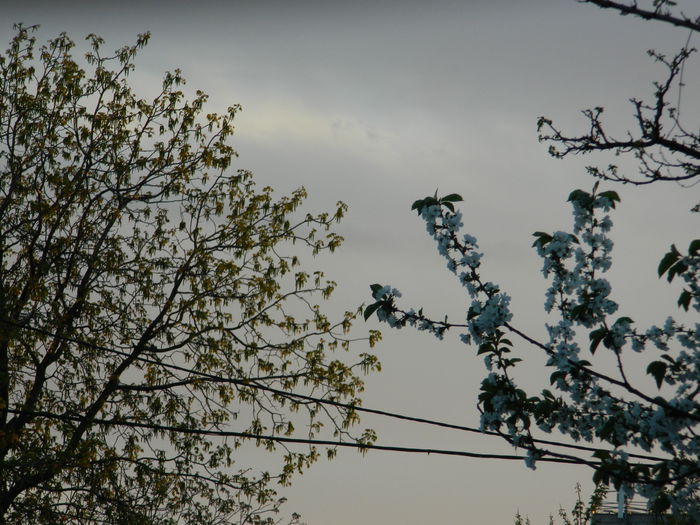 DSCN4661 - 2015_APRILIE_3