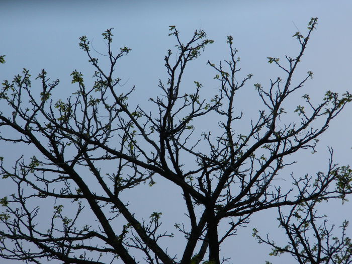 DSCN4662 - 2015_APRILIE_3