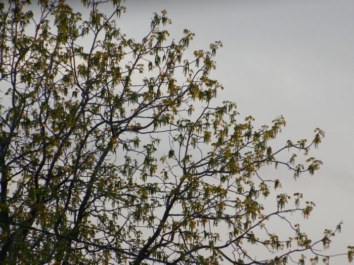 DSCN4663 - 2015_APRILIE_3