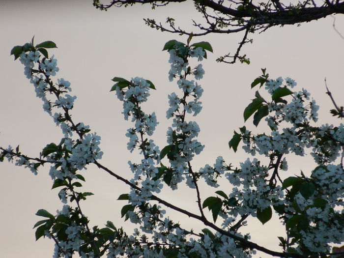 DSCN4664 - 2015_APRILIE_3