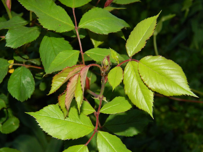 DSCN4673 - 2015_APRILIE_3
