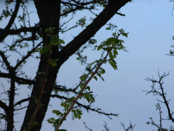 DSCN4689 - 2015_APRILIE_3