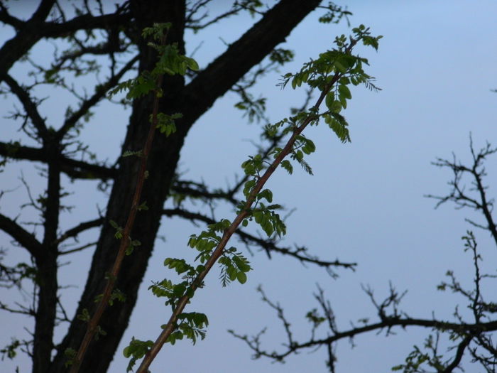 DSCN4690 - 2015_APRILIE_3