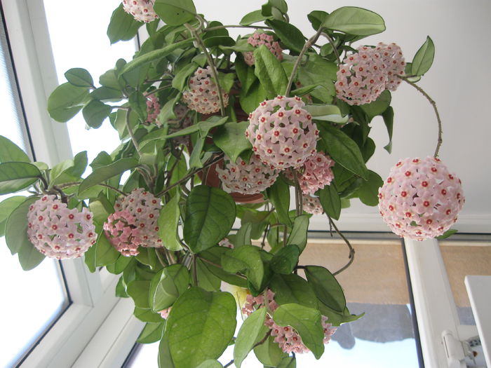 hoya carnosa 2014_e