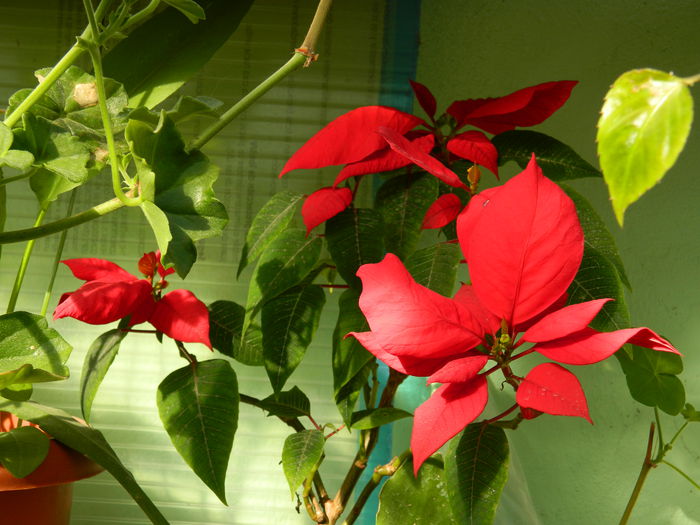 DSCN5067 - 2015_APRILIE_3