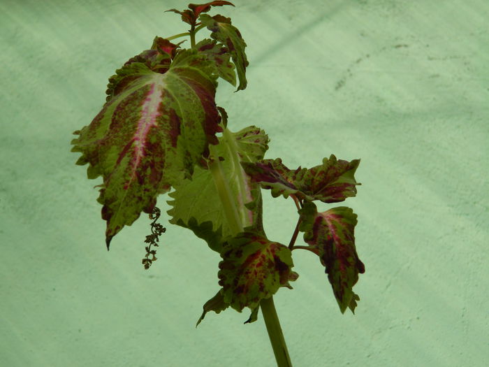 DSCN5068 - 2015_APRILIE_3