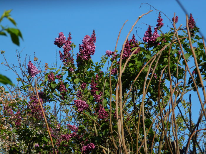 DSCN5073 - 2015_APRILIE_3