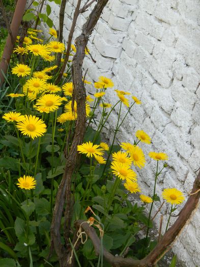 DSCN5082