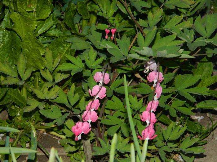 DSCN5161