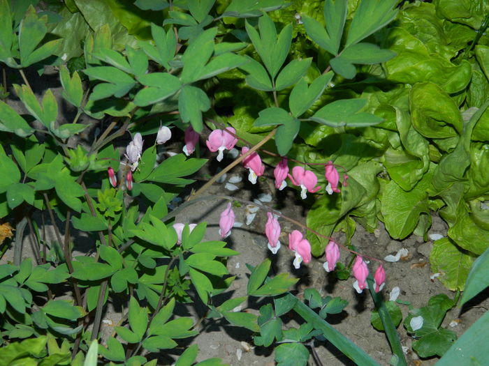 DSCN5162
