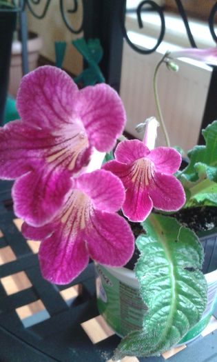 Streptocarpus