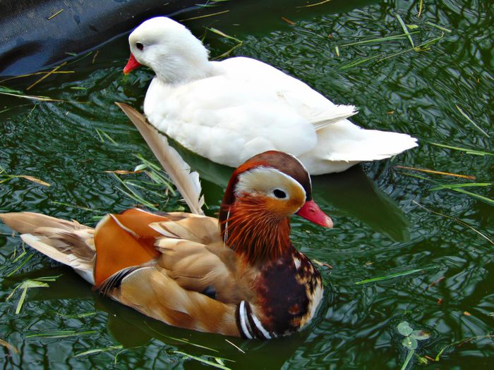 rate mandarine galbene - Rate mandarine galbene