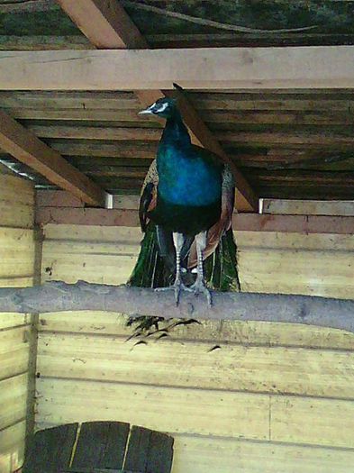 15585_967417716636225_5868150379945486110_n