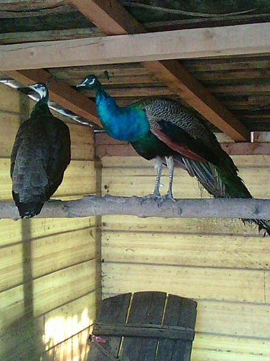 10410112_967417849969545_8699894629096880365_n