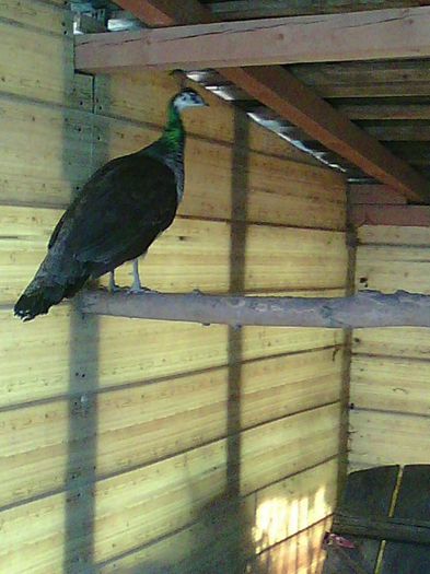 10930072_967417819969548_6843038150698135011_n