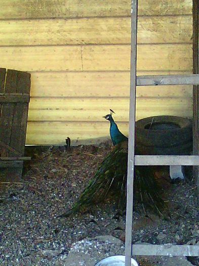 11011772_967417576636239_779439744383835897_n