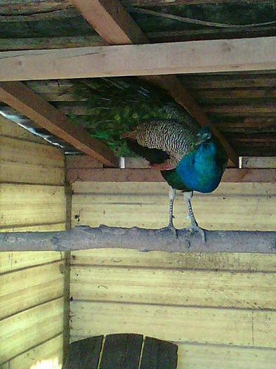 11025631_967417633302900_1403147202938364382_n