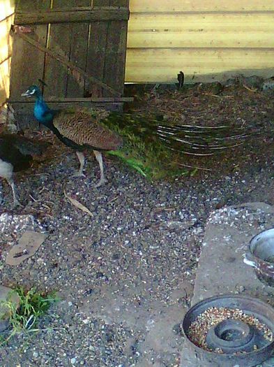 11059583_967417593302904_8566051746572769419_n