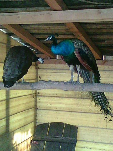 11156408_967417869969543_2673008211539733004_n