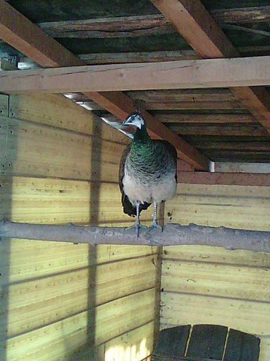 11188204_967417836636213_4162267023380158533_n