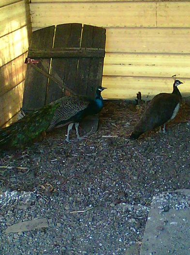 11188340_967417419969588_3500701659154220724_n