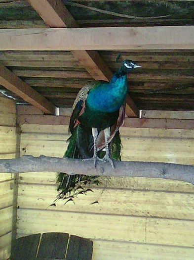Copy of 11178192_967417736636223_6044152018487138327_n - pauni