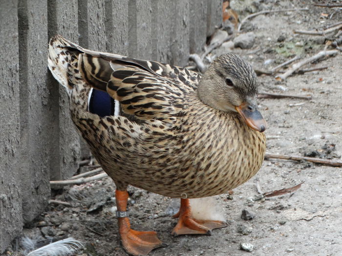 DSC06261 - Rate pitice