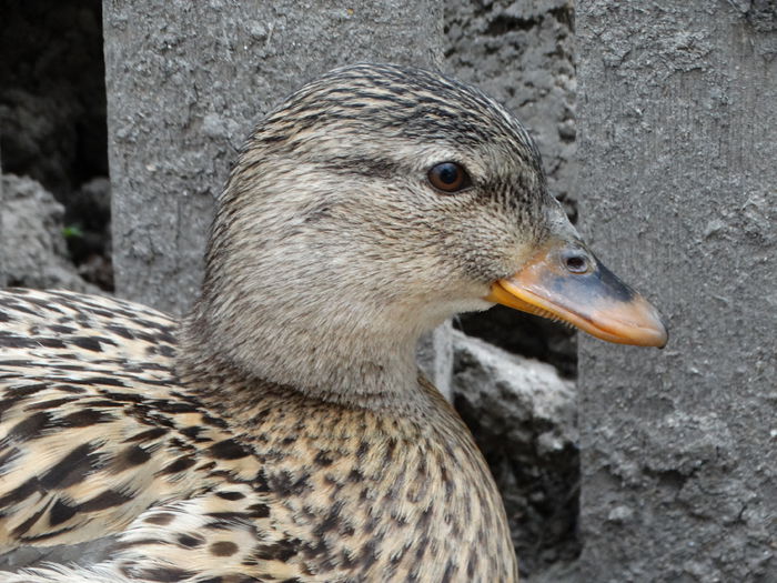 DSC06267 - Rate pitice