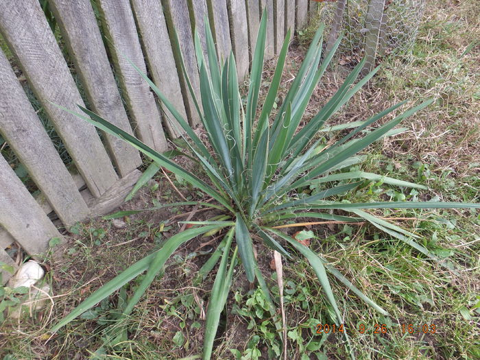 DSCF4630 (26-09-2014) - Yucca Filamentossa