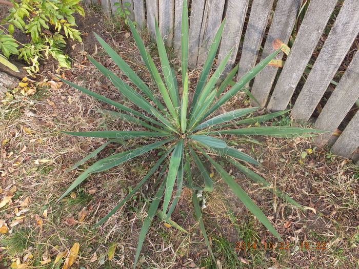 DSCF4781 (22-10-2014) - Yucca Filamentossa