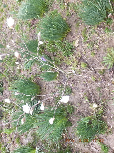 DSCF5736 (29-03-2015); (29-03-2015)
