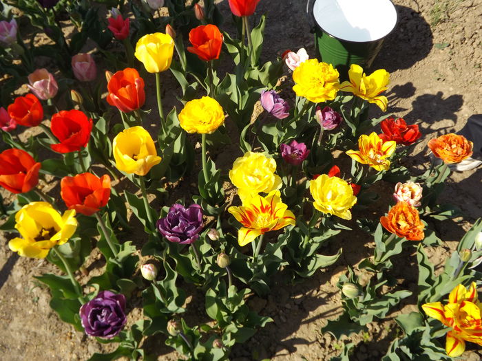 DSCF6485 - Lalele 2015