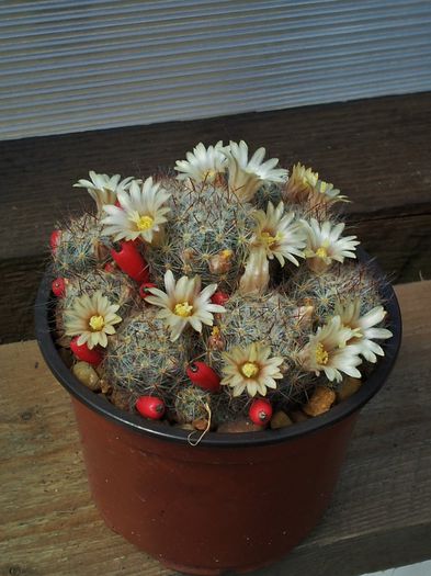 Mammillaria prolifera ssp texana-12lei