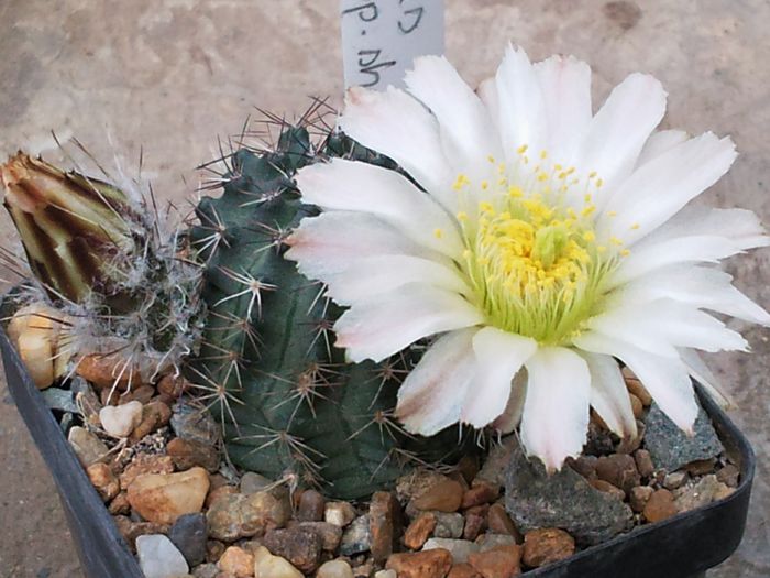 Photo0397 (2) - Echinocereus pulchellus ssp    sharpii