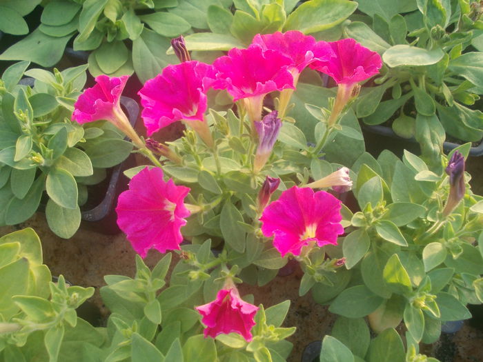 DSCN0711 - Sera 2015