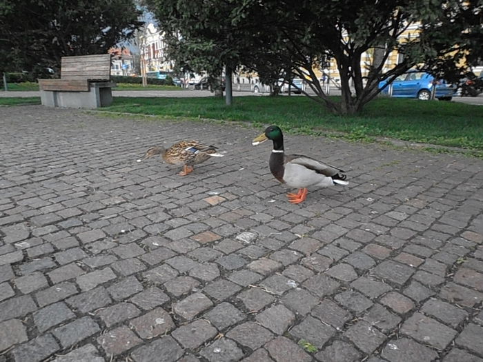 P4200108 - CALEIDOSCOP