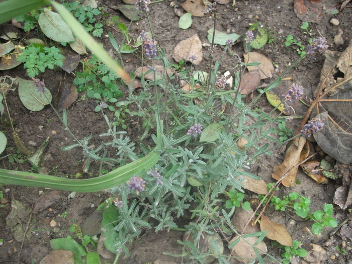 DSCF1195 (13-10-2013) - Lavandula angustifolia