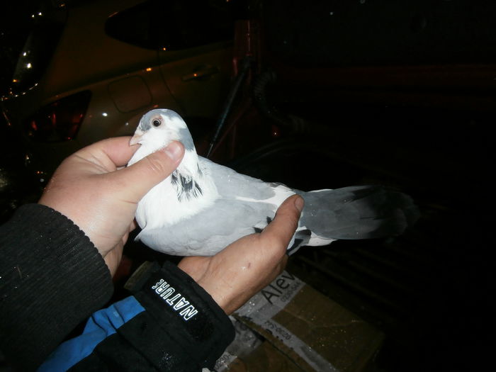 Dat in Brasov la Ioan P