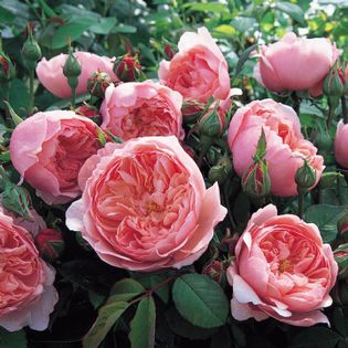 The Alnwick® Rose, Hedging - VAND TRANDAFIRI 2016