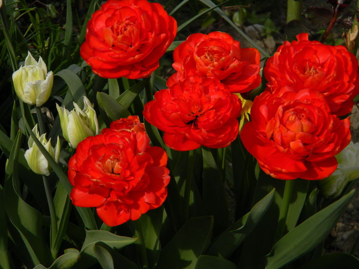 Picture 2696 - 3 Gradina 2015