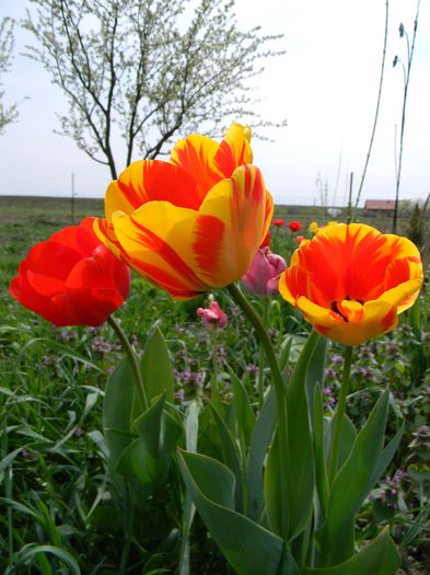 Picture 2697 - 3 Gradina 2015