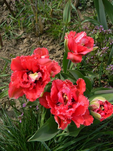 Lion king - 3 Gradina 2015