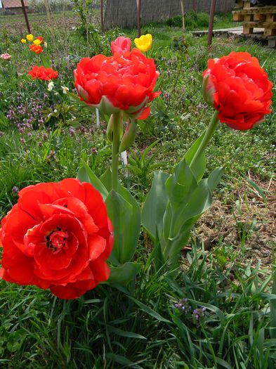 Emblazon - 3 Gradina 2015